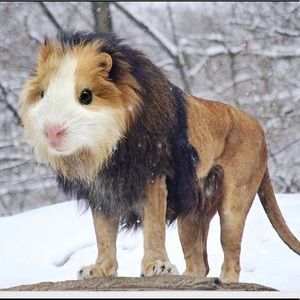 Meet your Posher, Thomas